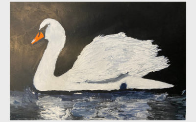 Swan Reflections