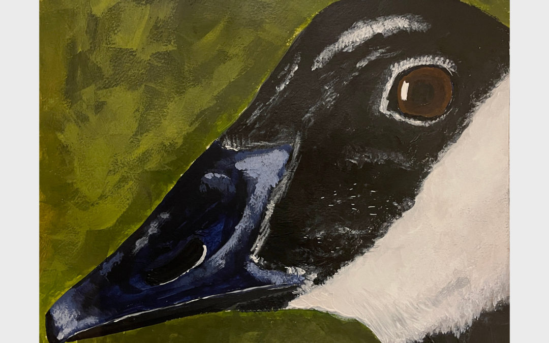 Canada Goose