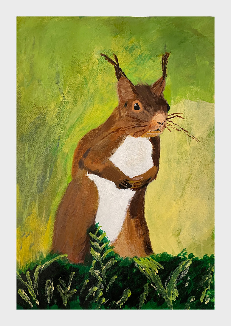 Red Squirrel