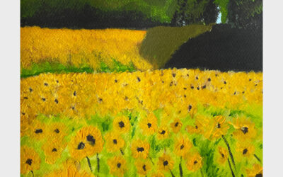 Sunflower Fields
