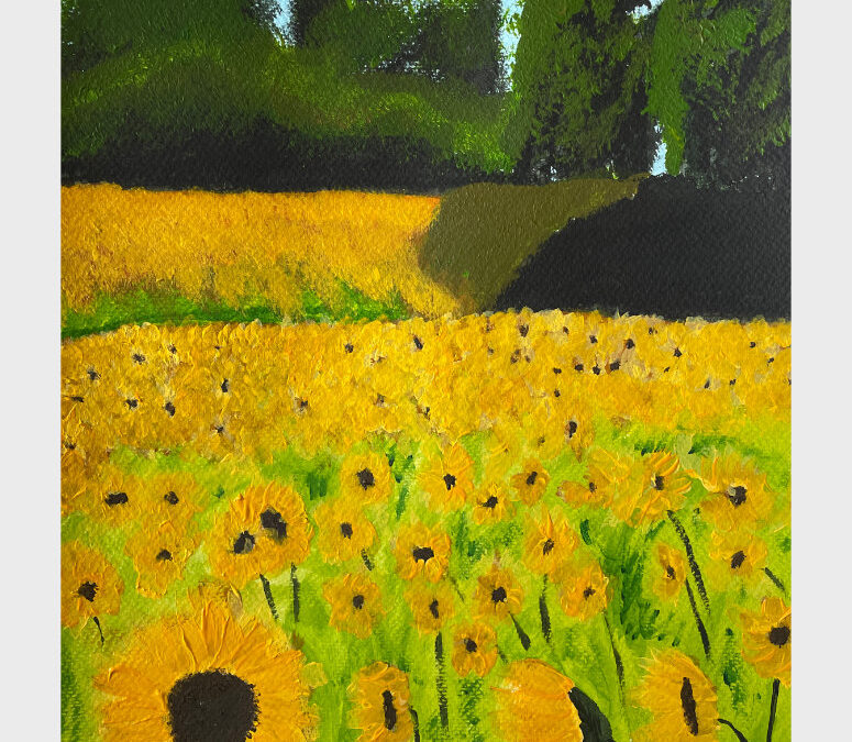 Sunflower Fields