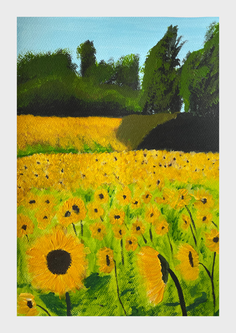 Sunflower Fields