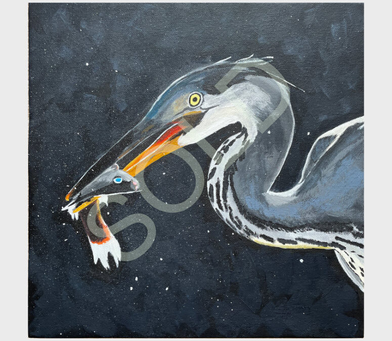 Fishing Grey Heron