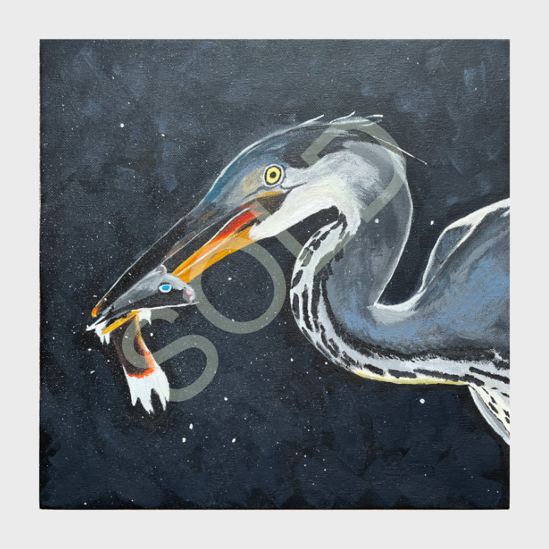 Fishing Grey Heron