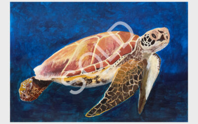 Sea Turtle