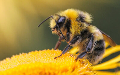 6 Lessons From Nature: Bees And Overcoming Self-Doubt