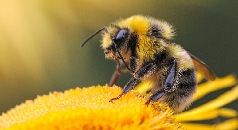 Bees And Overcoming Self-Doubt Bees And Overcoming Self-Doubt