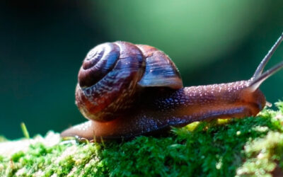 5 Pitfalls of Procrastination: Intelligent Insights from an Snail’s Perspective